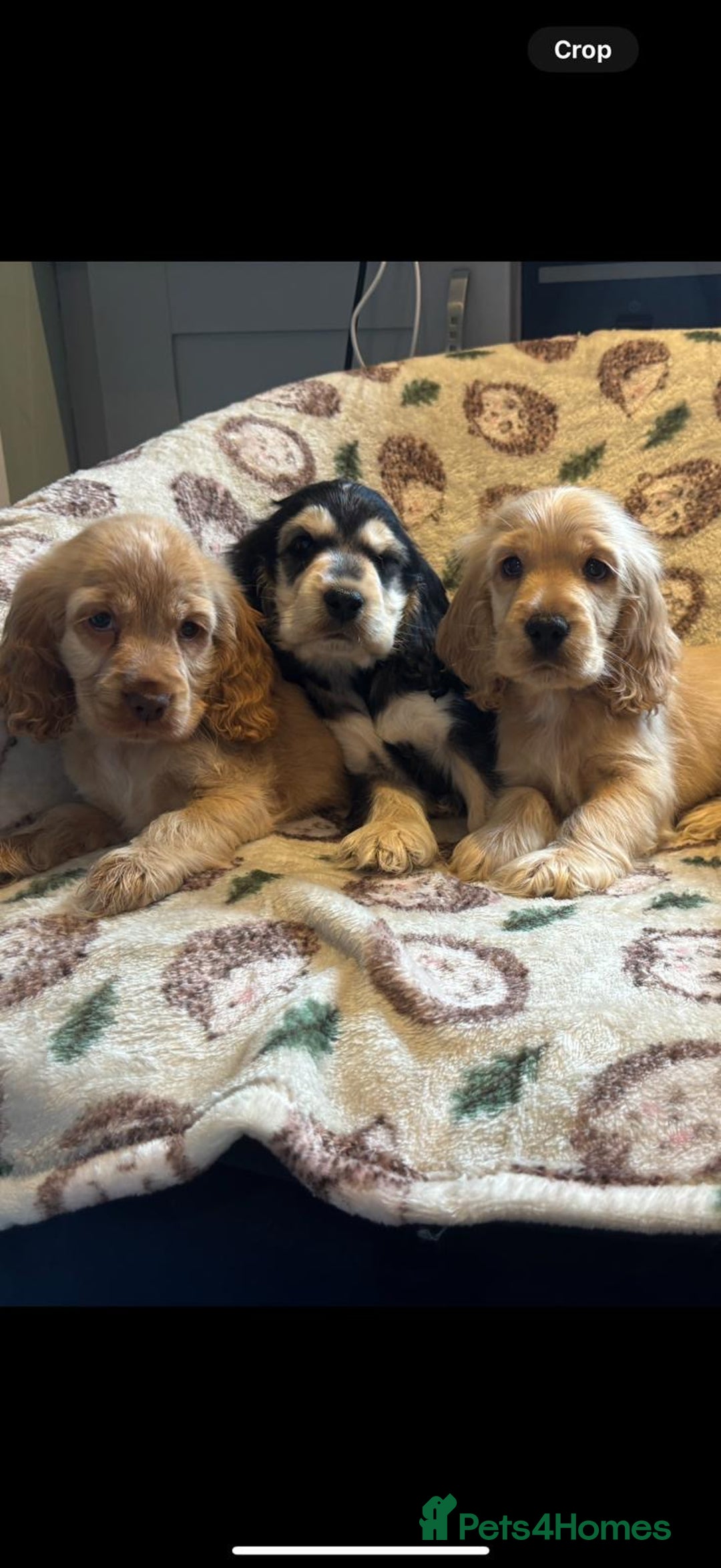 Cocker Spaniel dogs for sale: Outstanding Show cocker spaniels  - Image 3