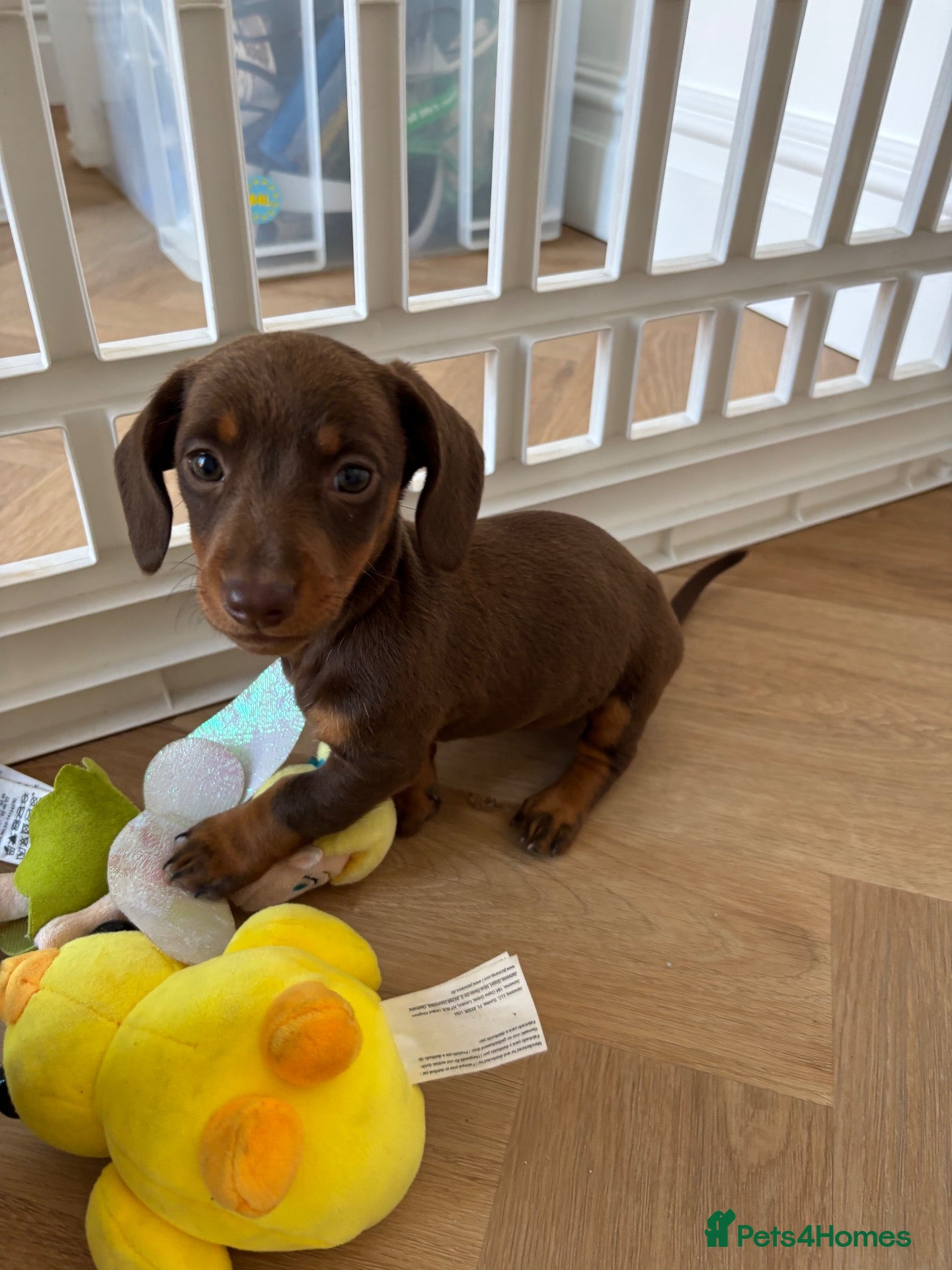 Miniature Dachshund dogs KC Registered Miniature Dachshund  - Advert 2