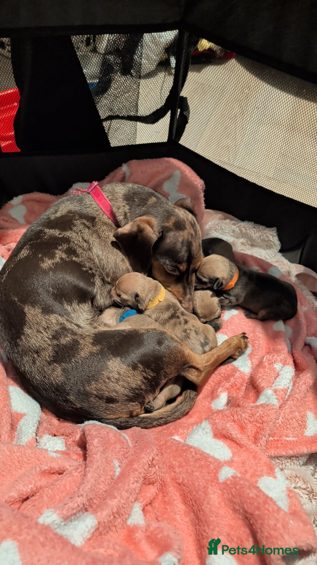 Dachshund dogs for sale: 2 puppies left  - Advert 1