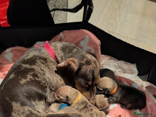 Dachshund dogs 2 puppies left - Advert 18