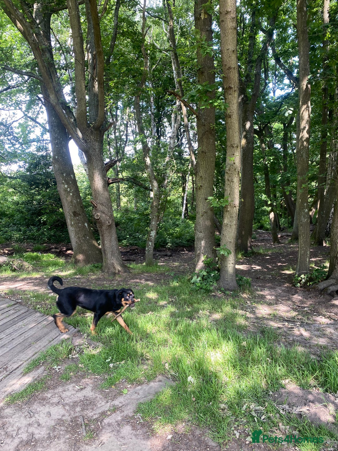 Rottweiler dogs for sale: Teenage Rottweiler - Image 4