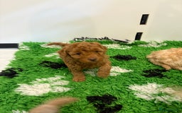 Toy Poodle dogs for sale: 🤩 4 stunning toy poodles 🤩 - Image 12