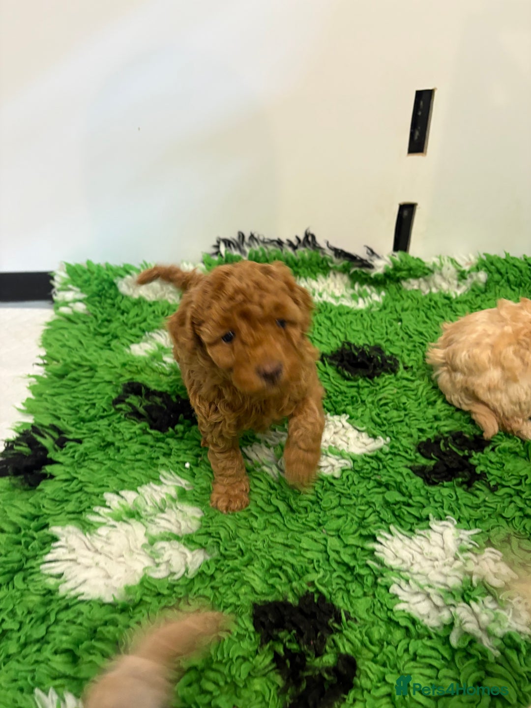 Toy Poodle dogs for sale: 🤩 4 stunning toy poodles 🤩 - Image 12