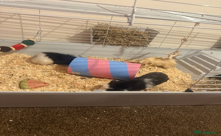 Guinea Pig rodents - Advert 4