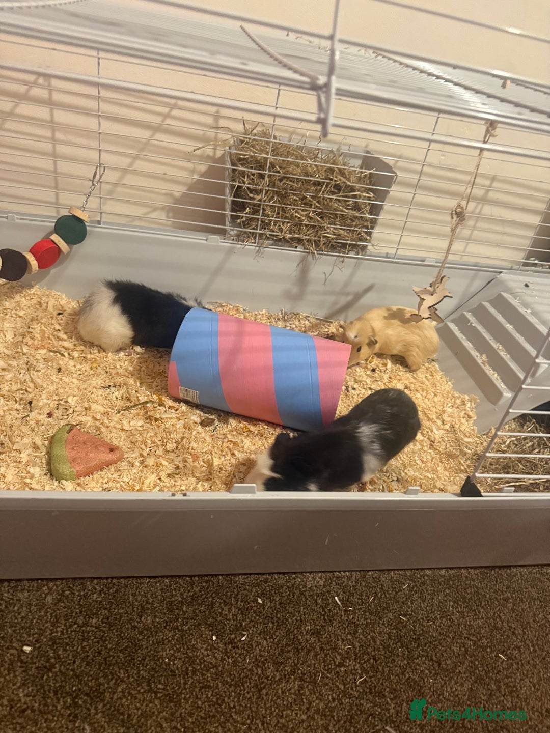 Guinea Pig rodents for sale: 3 male guinea pigs - Image 1