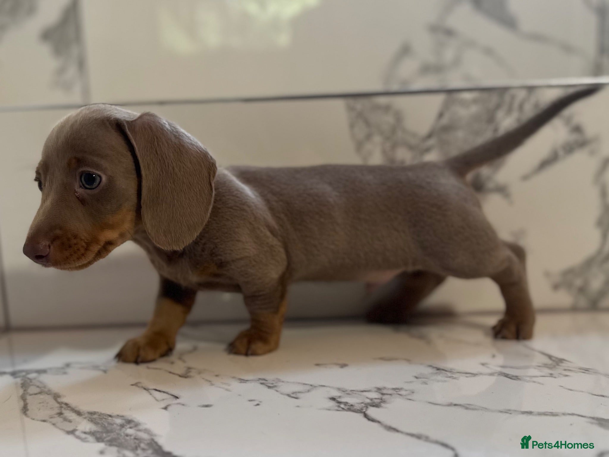 Miniature Dachshund dogs Miniature Dachshunds. PRA clear. 5 star breeder. - Advert 11
