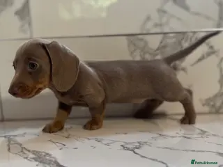 Miniature Dachshund dogs Miniature Dachshunds. PRA clear. 5 star breeder. - Advert 11
