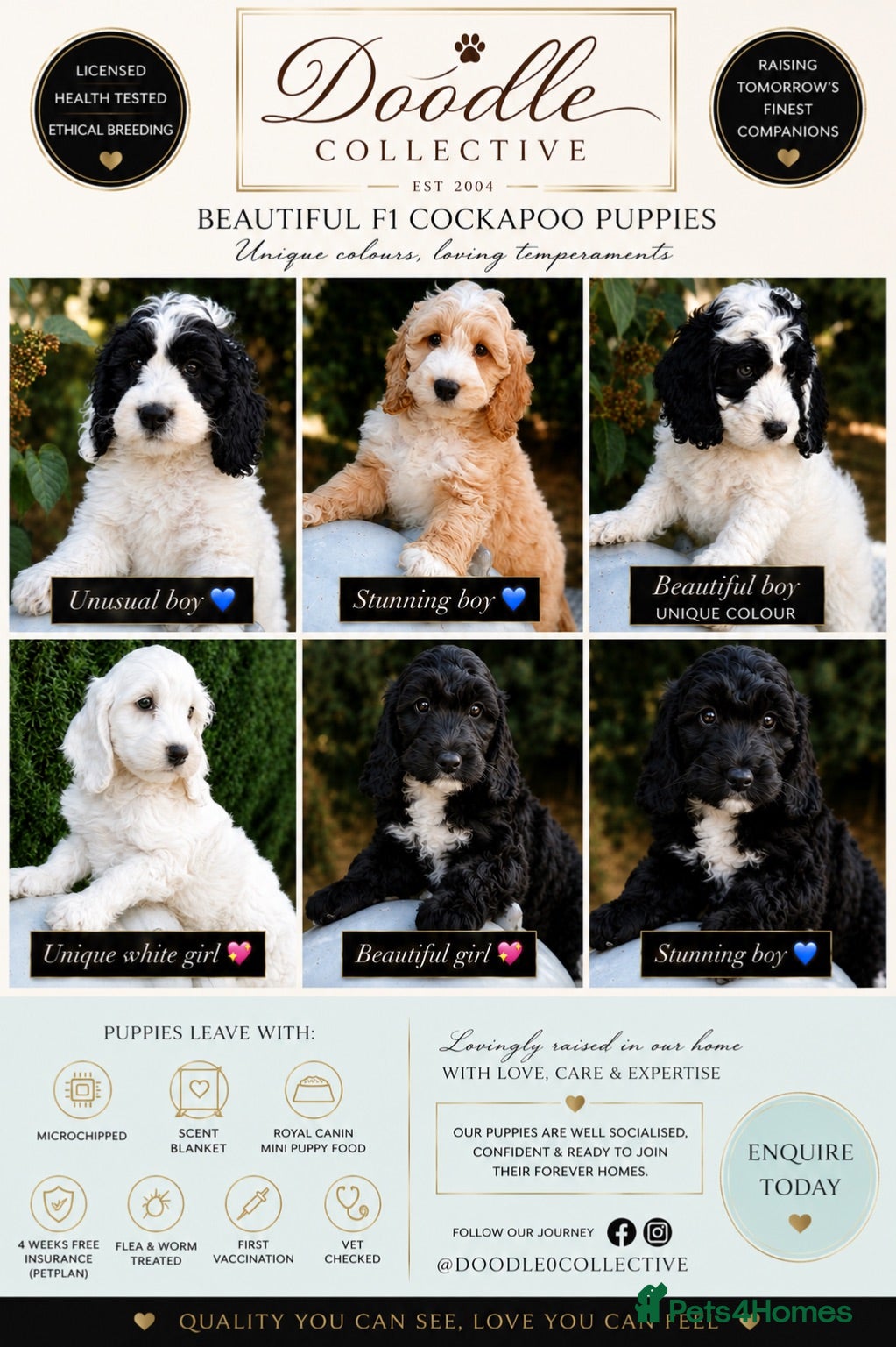 Cockapoo dogs Stunning unusual cockapoos  - Advert 1
