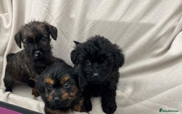 Yorkiepoo dogs for sale: Yorkiepoo puppies  - Image 1
