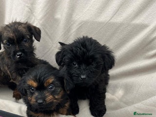 Yorkiepoo dogs - Advert 5