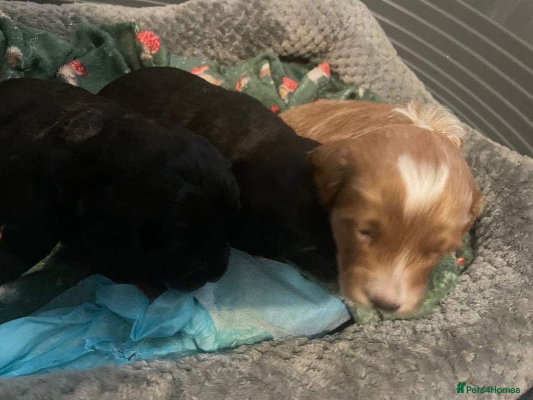 Doxiepoo dogs for sale: Beautiful Doxipoo puppies  - Advert 6