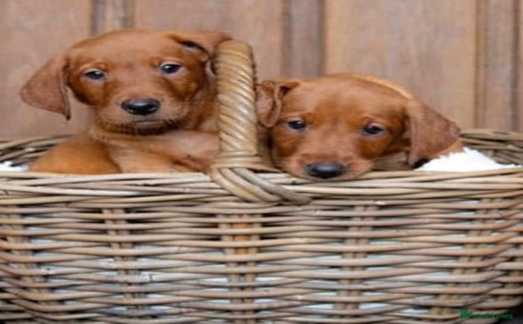 Labrador Retriever dogs - Advert 8