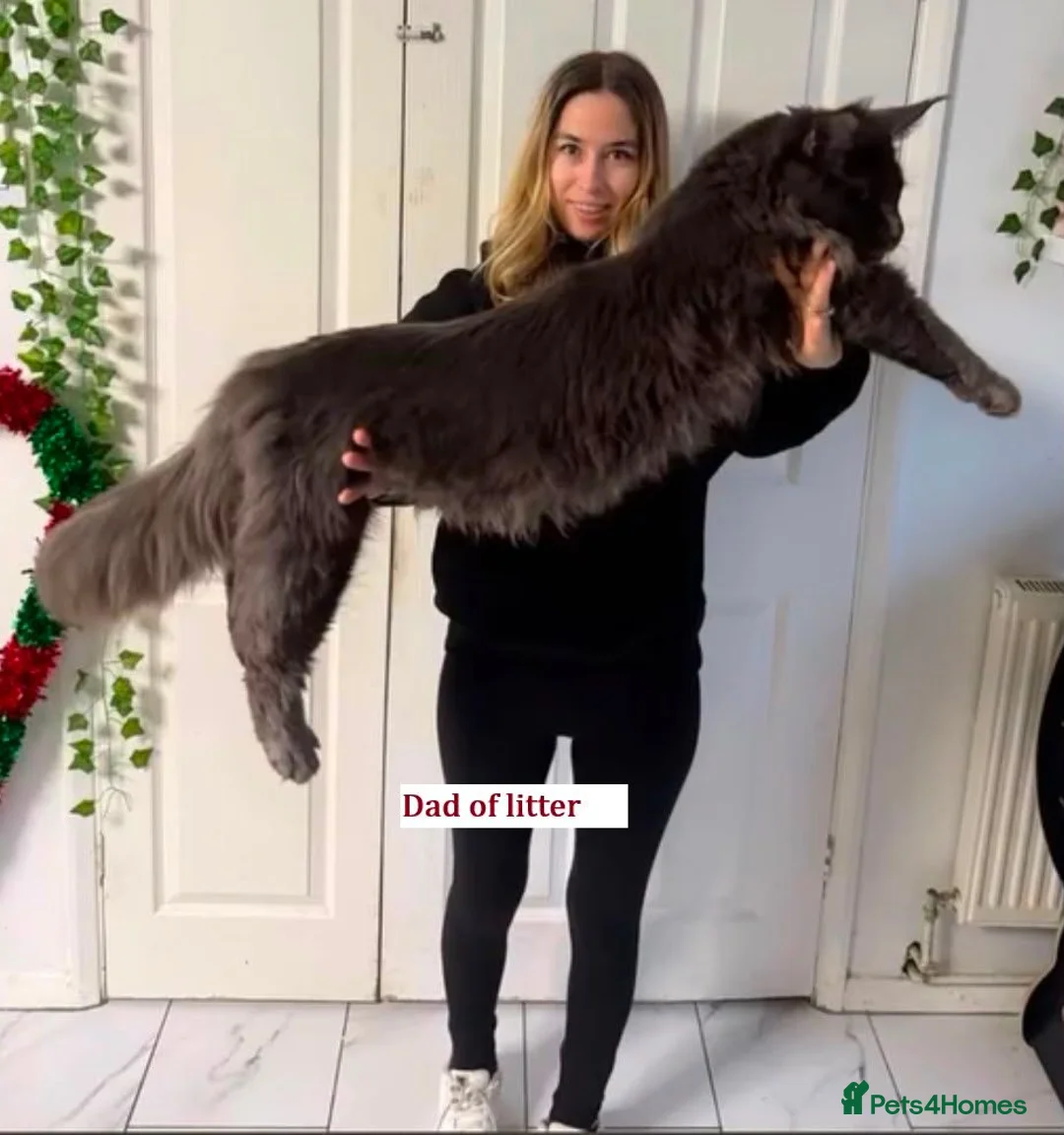 Maine Coon cats for sale: Stunning LARGE Maine Coon Kittens – GCCF - Advert 5