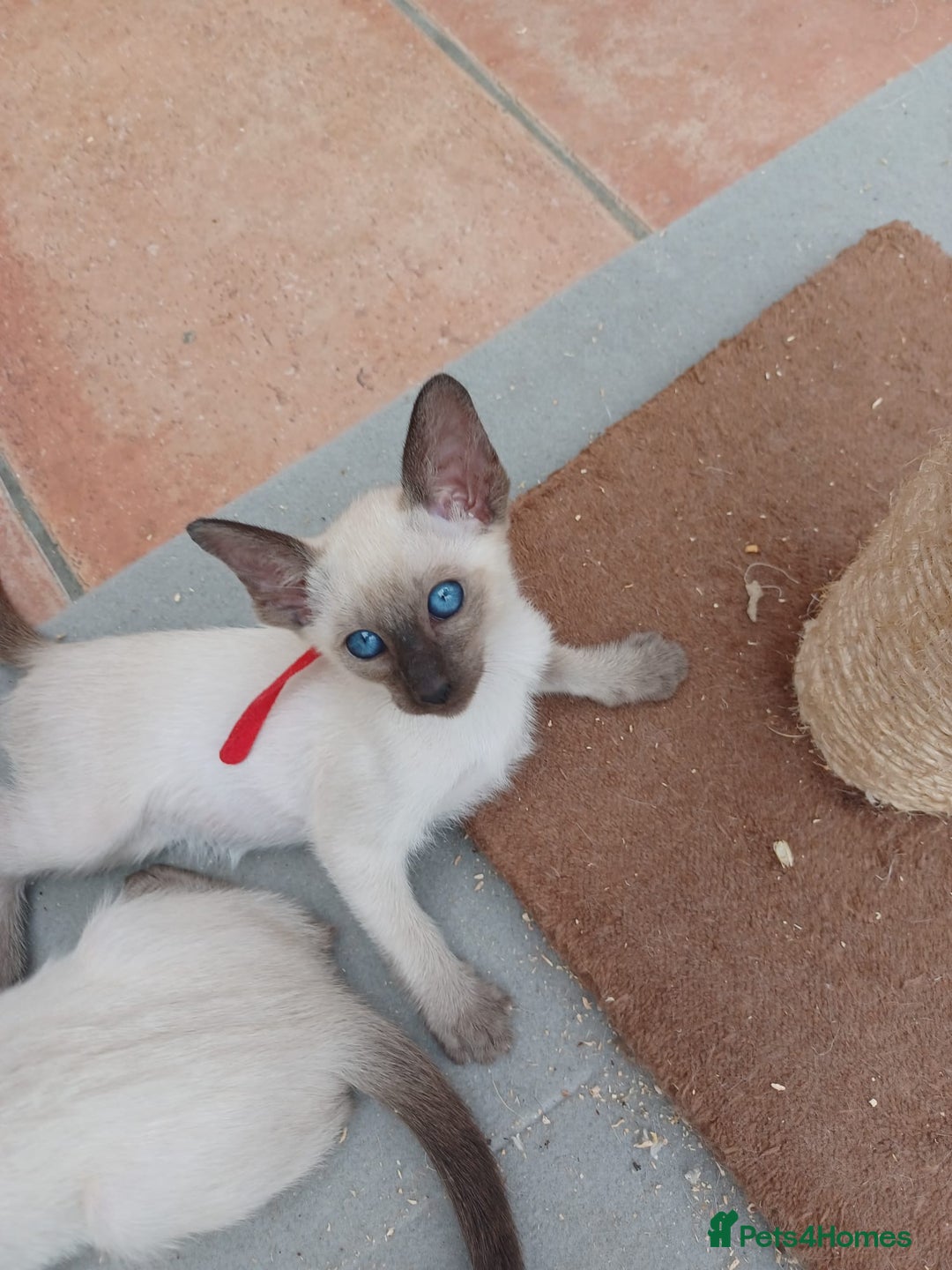 Siamese cats for sale: 5 Classic Seal Points looking for forever homes - Image 12