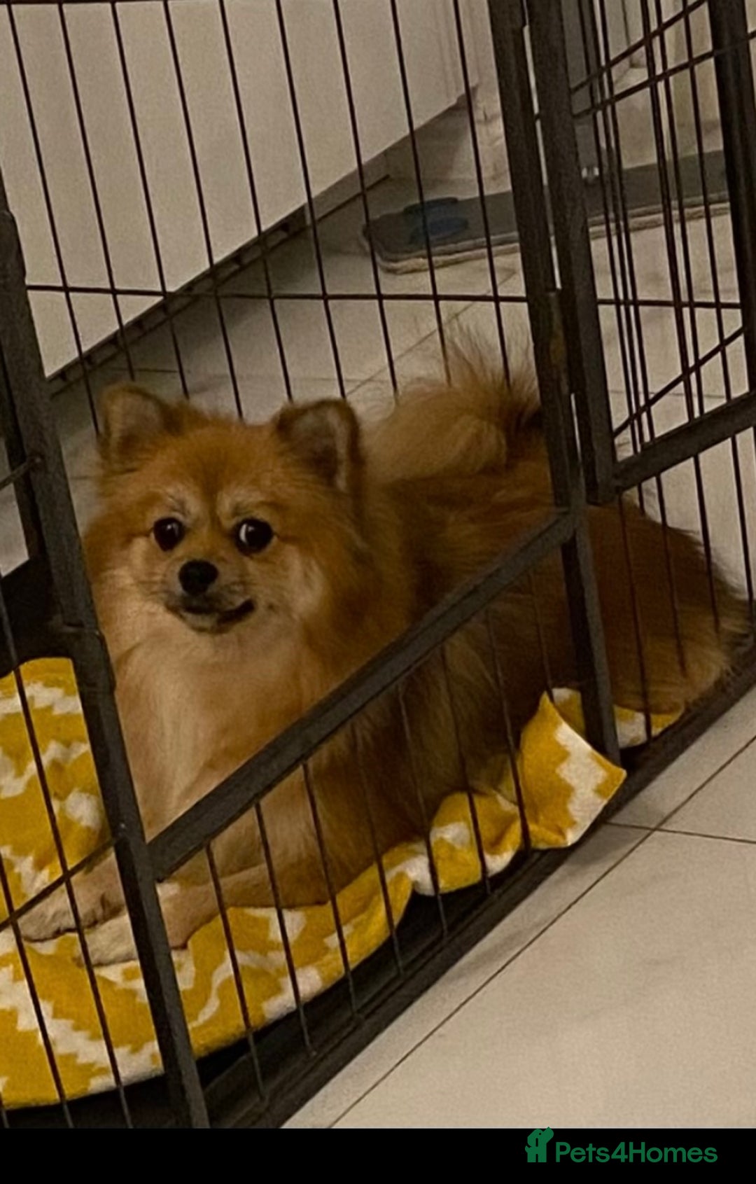 Pomeranian dogs for sale: Pomeranian puppies ready to go… - Advert 2