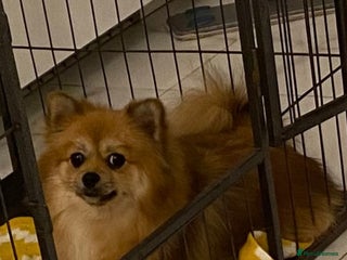 Pomeranian dogs Pomeranian puppets for sale - Advert 1