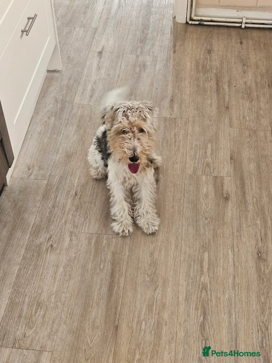 Fox Terrier dogs for sale: Fox terrier in Doncaster - Advert 2