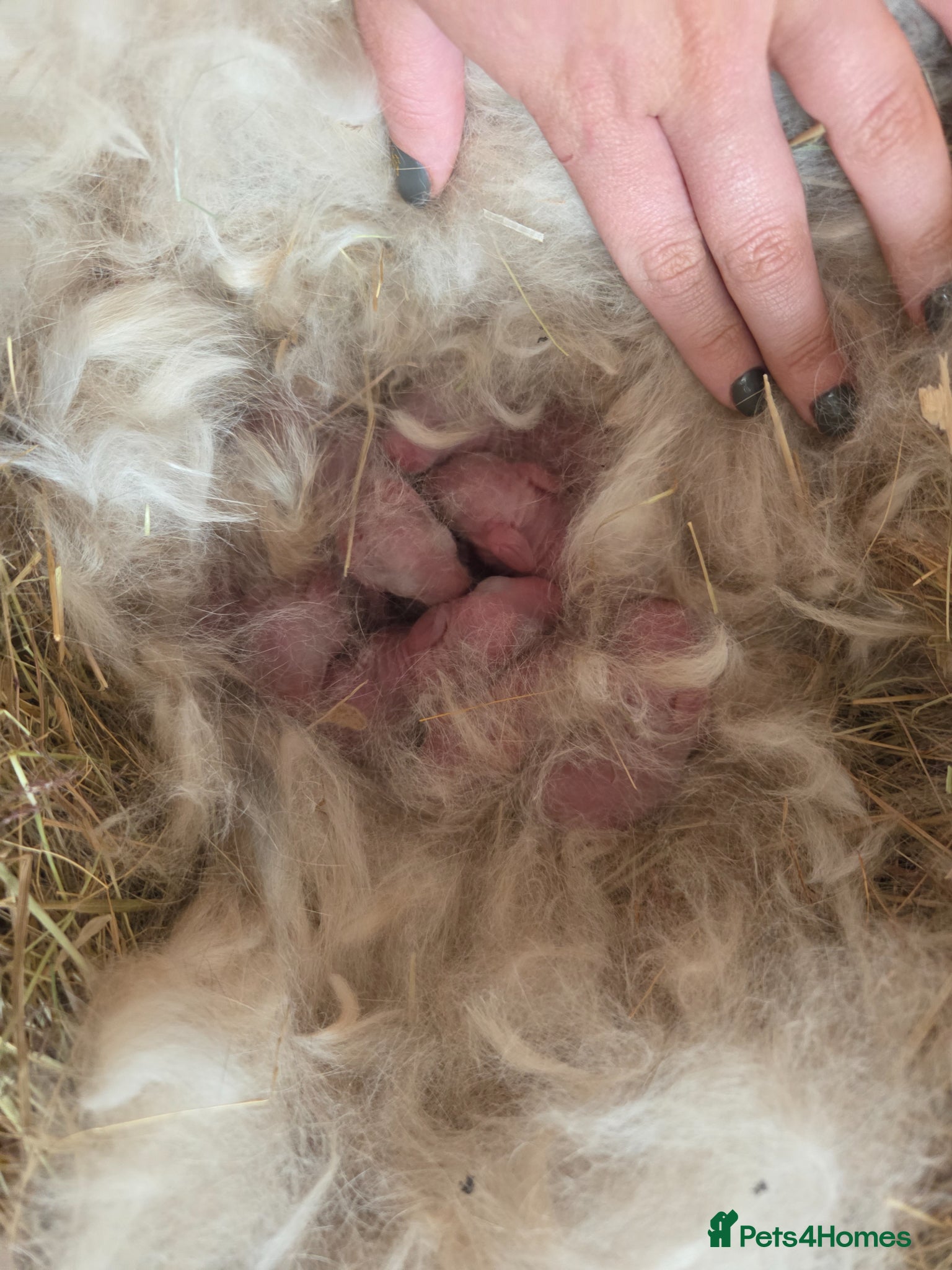 Mini Lion Lop rabbits 🐰champion line buns 🐰 - Advert 2