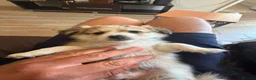 Pomeranian dogs for sale: Three Pomeranian puppies for sale in Preston - Advert 8
