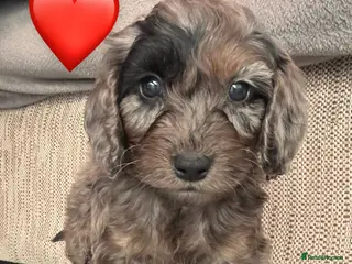 Cockapoo dogs Cockapoo rainbow litter - Advert 2