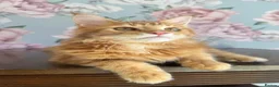 Maine Coon cats for sale: TICA Maine Coon Kittens - Advert 22
