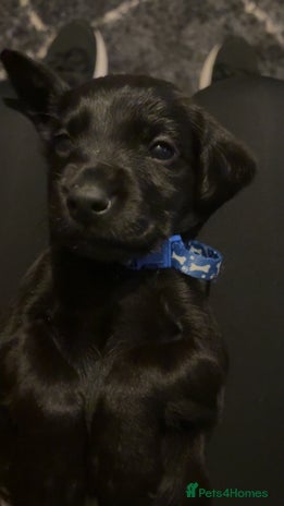 Springador dogs - Advert 11