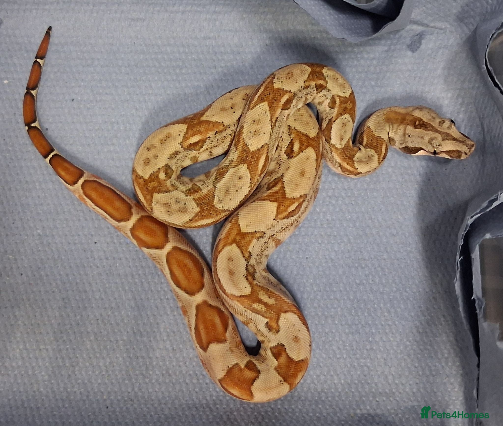 Boa Snake reptiles Baby Female Boa constrictors  - Advert 2