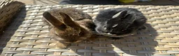 Netherland Dwarf rabbits for sale: Lovely Netherland Dwarf baby rabbits. - Advert 5