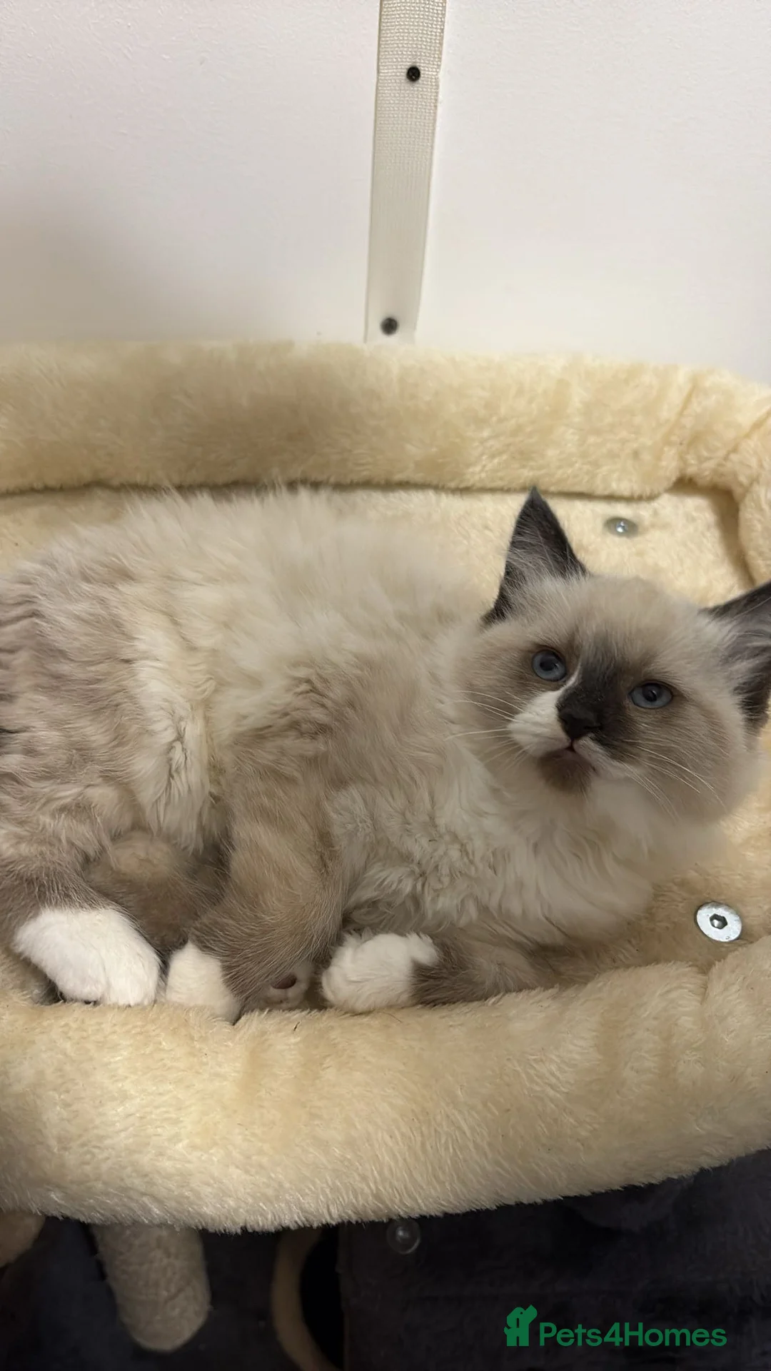 Ragdoll cats for sale: X3 Beautiful Ragdoll Kittens - Ready to leave 🐱 - Advert 4