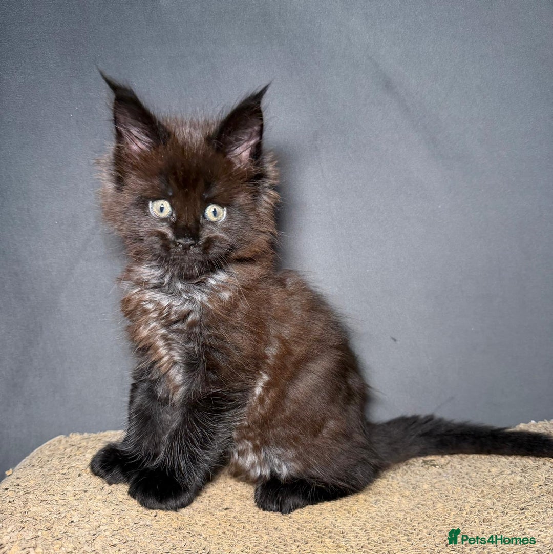Maine Coon cats for sale: Champion line kittens, ready to reservation🥰 - Advert 11