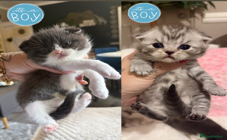 British Shorthair cats - Advert 4