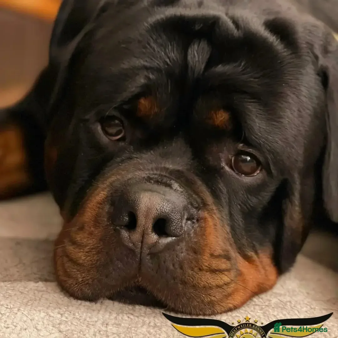 Rottweiler dogs for stud: Rottweiler import Stud (BIG DADDY BRUNO) in Liverpool - Advert 22