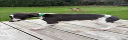 Whippet dogs for sale: Whippet pups  - Advert 3