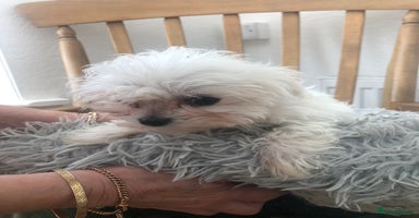 Maltese dogs - Advert 12