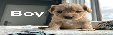 Cockapoo 5