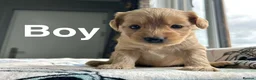 Cockapoo dogs for sale: Beautiful cockapoo boys ready on 13th July  - Advert 6