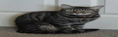 Logan