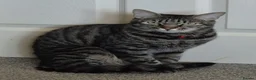 Bengal cats for sale: Handsome Bengal X Domestic Shorthair (Indoor Cat) - Advert 5