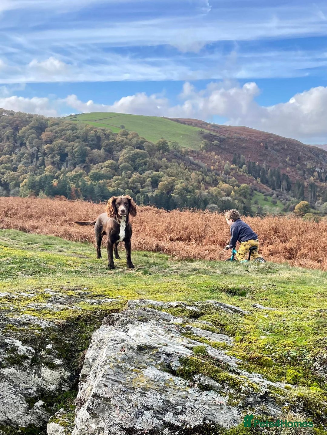 Cocker Spaniel dogs for sale: Beautiful cocker spaniel boy  - Advert 2