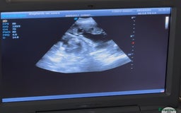 Old English Sheepdog dogs for sale: Pedigree KC registered Old English Sheepdog pups - Image 6