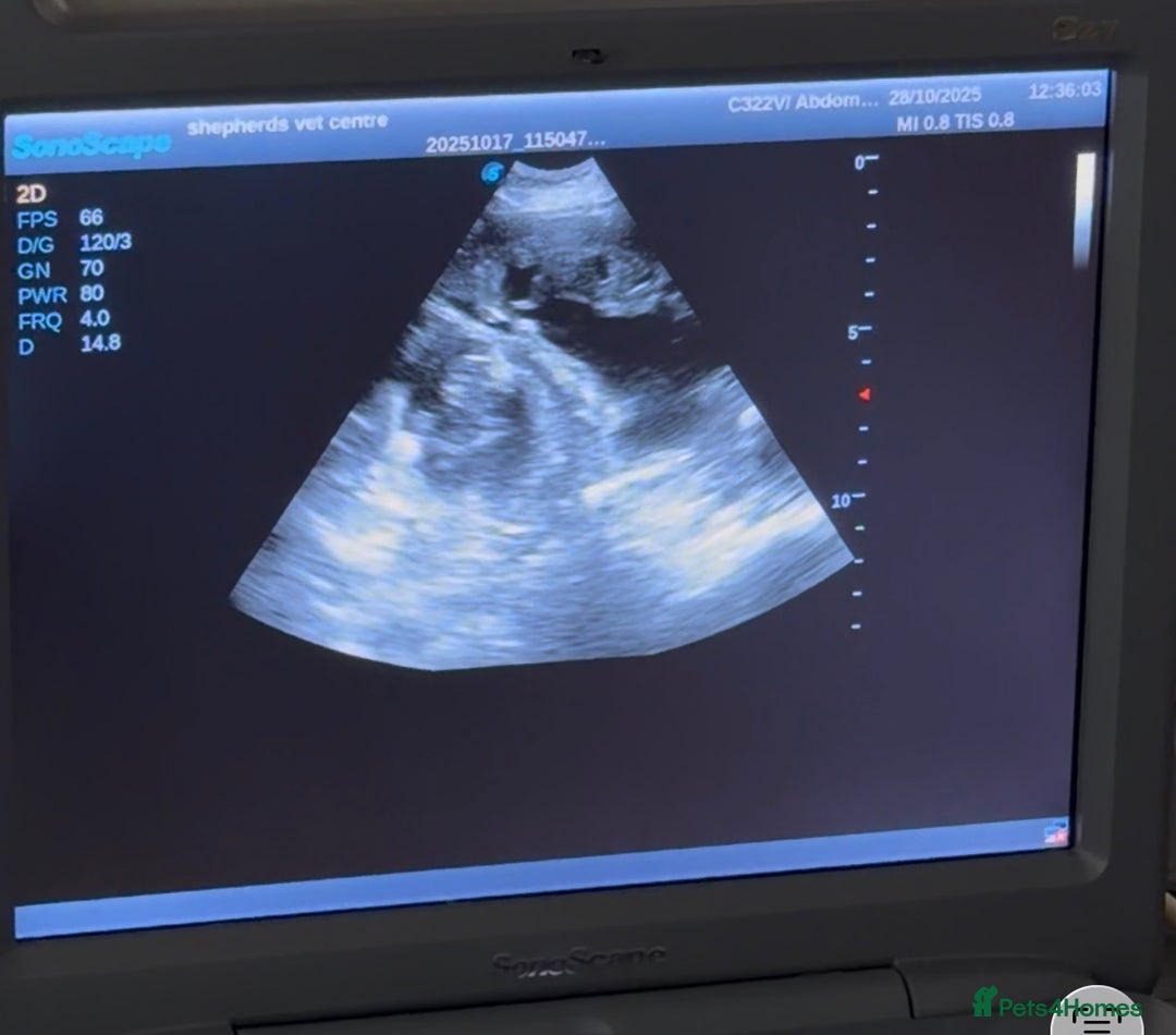 Old English Sheepdog dogs for sale: Pedigree KC registered Old English Sheepdog pups - Image 6