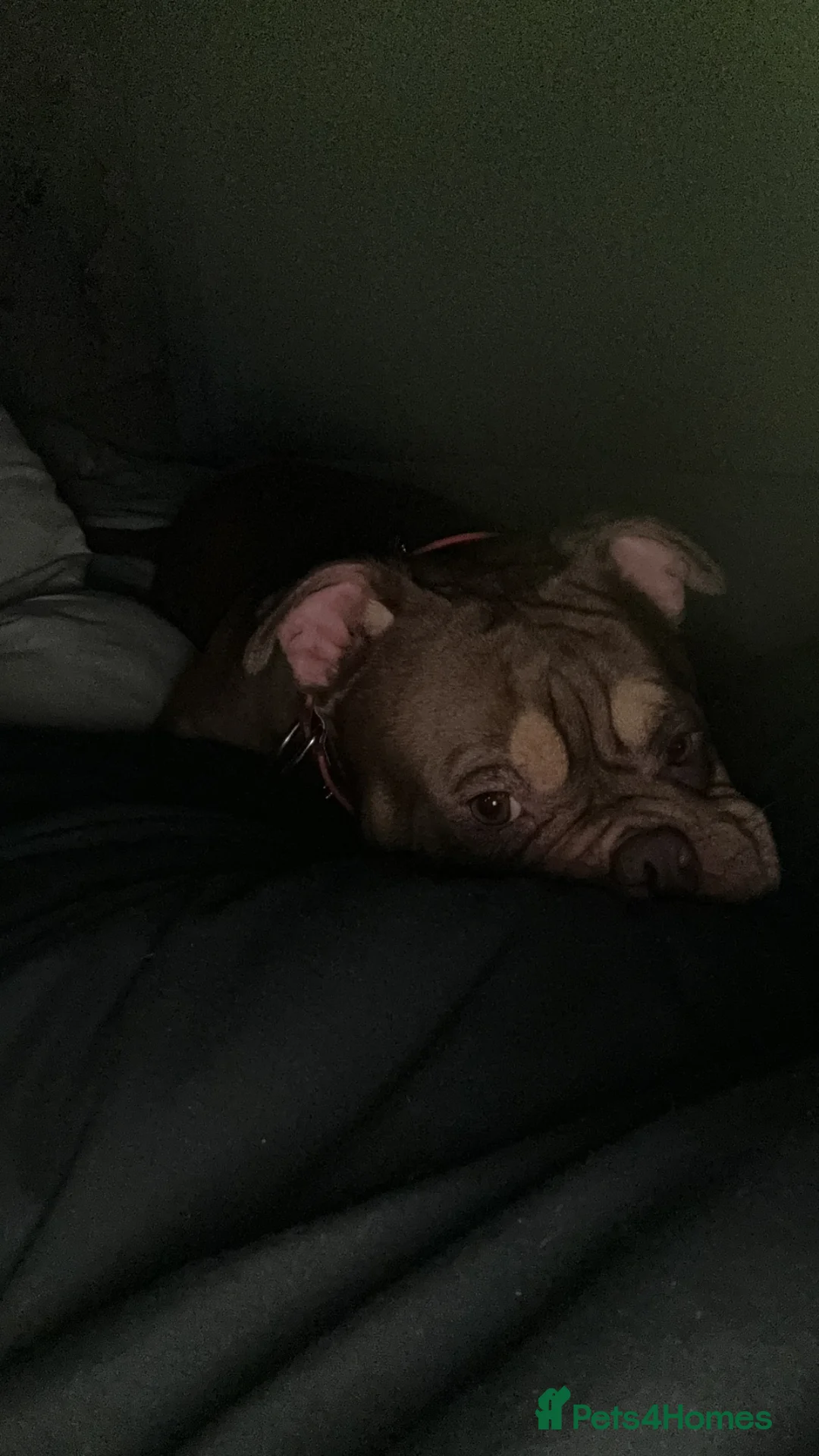 English Bulldog dogs for sale: Bulldog  in Rochdale - Advert 1