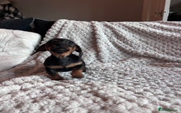 Miniature Dachshund dogs for sale: 3 gorgeous miniature dachshund girls  - Advert 11