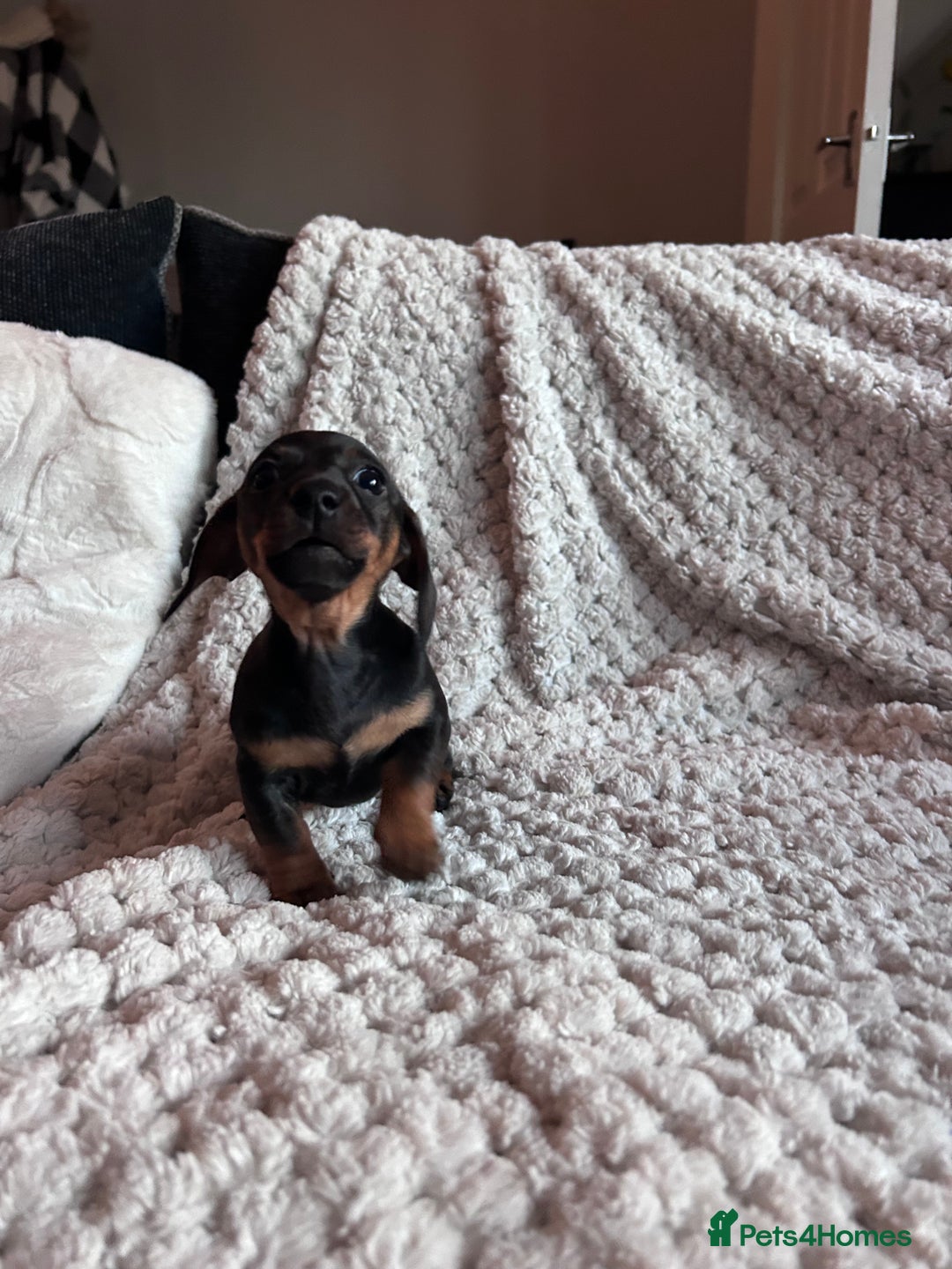 Miniature Dachshund dogs for sale: 3 gorgeous miniature dachshund girls  - Advert 11