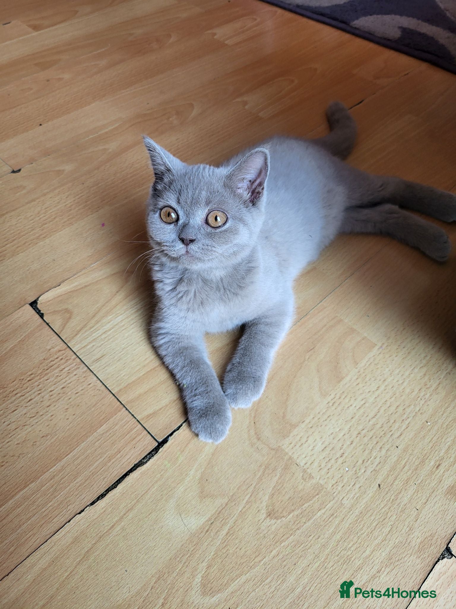 British Shorthair cats one British Shorthair kitten (female) is left." - Advert 1