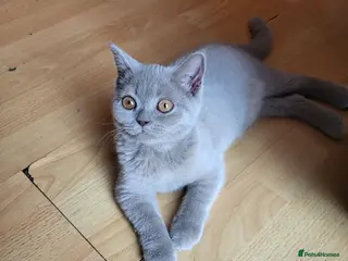 British Shorthair cats one British Shorthair kitten (female) is left." - Advert 1