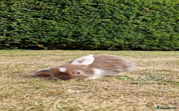 English Lop rabbits for sale: 6 adorable bunnies £60 each ready for a fun home  - Image 22