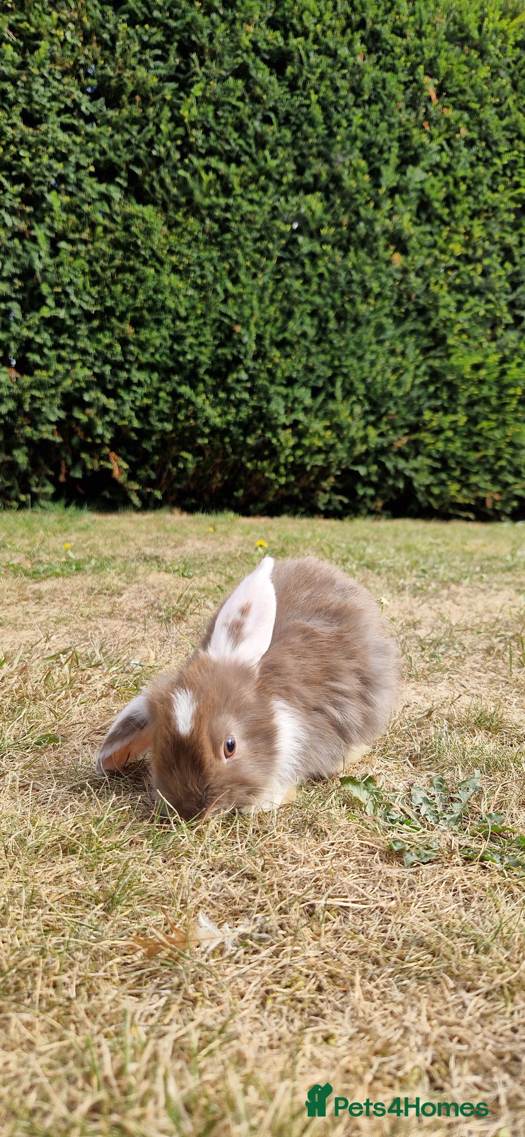 English Lop rabbits for sale: 6 adorable bunnies £60 each ready for a fun home  - Image 22