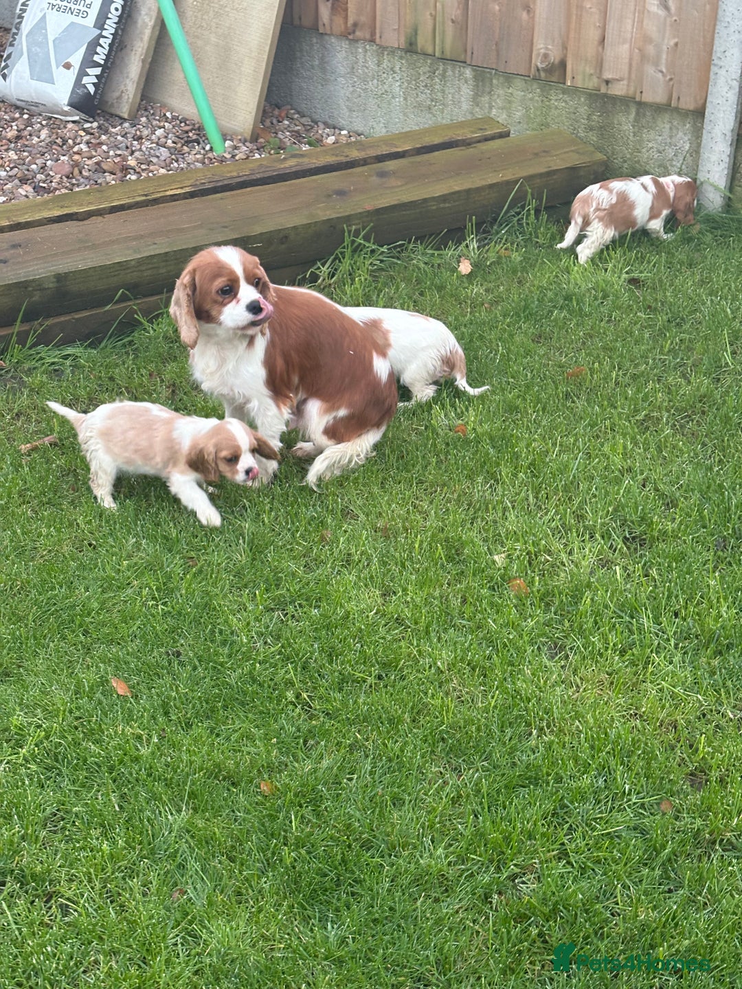 Cavalier King Charles Spaniel dogs for sale: ✨Adorable King Charles Cavalier Puppies✨READY NOW✨ - Advert 21