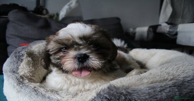 Shih Tzu dogs - Advert 10